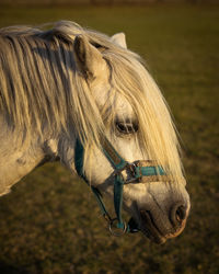 Close-up of a horse