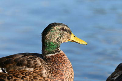 Close-up of duck swimming in lake