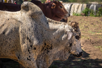 Cows in the field