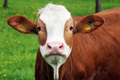 Close-up portrait of cow
