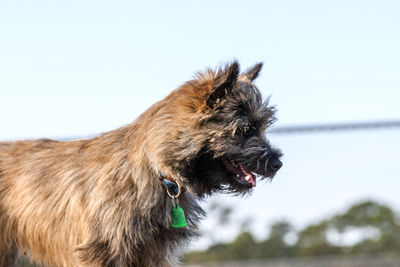 Close-up of a dog looking away