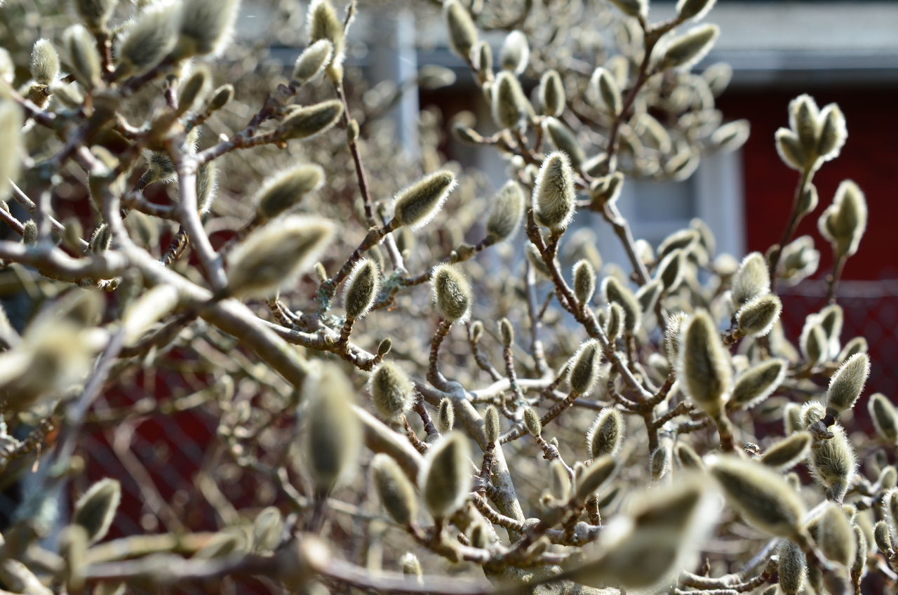 CLOSE-UP OF PLANTS