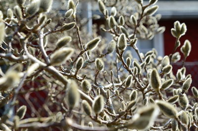 Full frame shot of plants