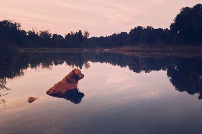Golden retriever relaxing in calm lake during sunset