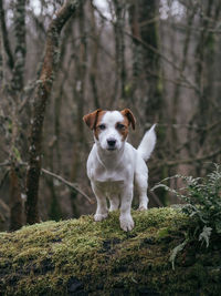 Portrait of dog standing in forest