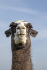 Close-up of an animal against sky