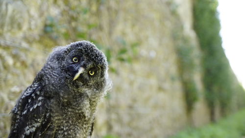 Close-up portrait of a bird