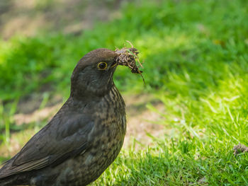 Close-up of a bird looking away