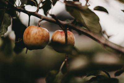 Close-up of fruits growing on tree