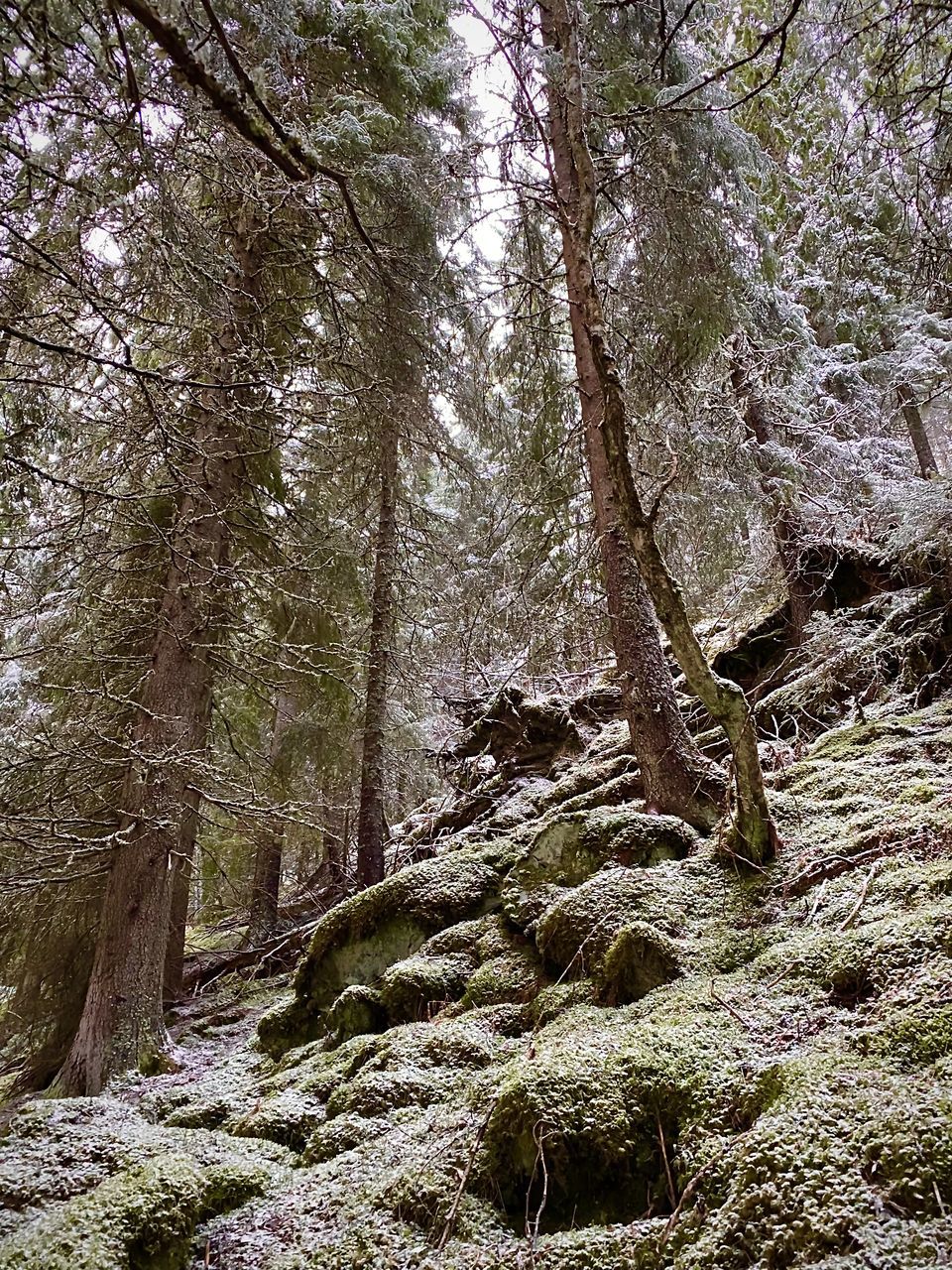 LOW ANGLE VIEW OF TREE TRUNK IN FOREST