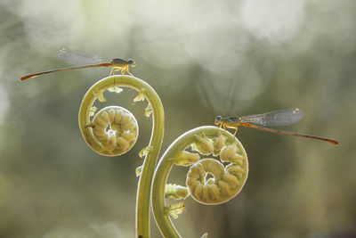 Damselflies on beautiful plants