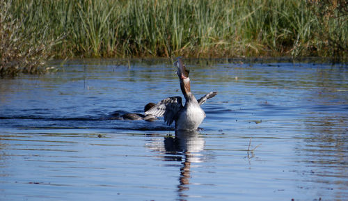 Duck swimming in lake