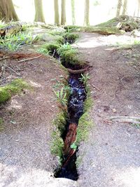 Plants growing on tree