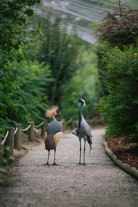 Grey crowned and demoiselle cranes walking on footpath