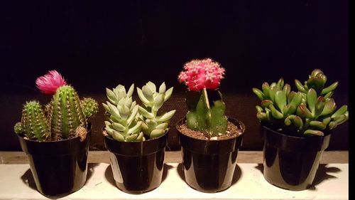 Close-up of potted cactus plants