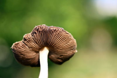 Close-up of mushroom growing on land