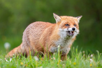 Lion standing in a field