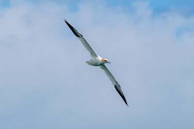 Low angle view of seagull flying in sky