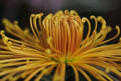 Close-up of yellow flowering plant