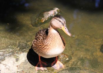 Close-up of duck