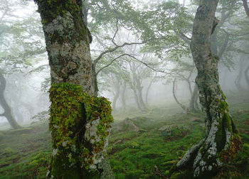 Trees growing in forest