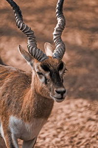 Close-up of deer