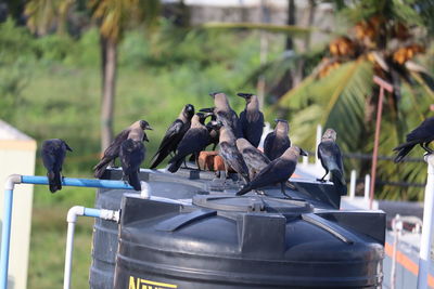 Evening community meeting of group of crows