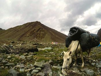 View of a horse on landscape