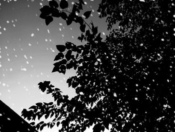 Low angle view of silhouette tree against sky