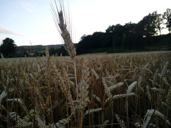 Close-up of wheat field against clear sky