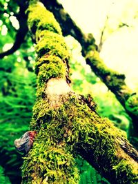 Close-up of moss on tree trunk