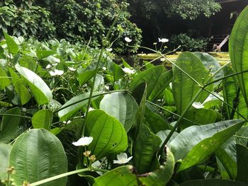 Close-up of green leaves on plant