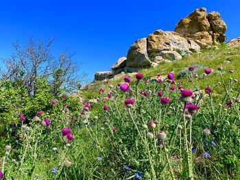 Purple flowering plants on field against blue sky