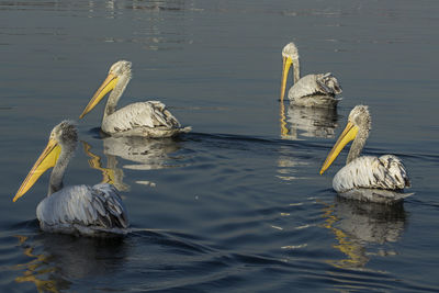 Pelicans swimming in lake