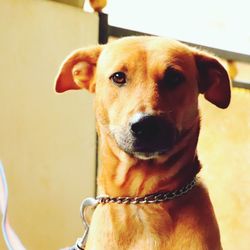 Close-up portrait of dog