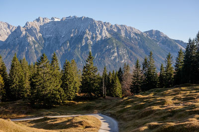 Scenic view of pine trees by mountains against clear sky