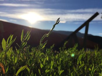 Close-up of grass on field against sky