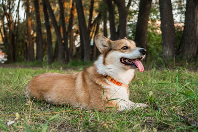 Portrait of dog on field