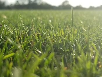 Close-up of fresh green grass in field