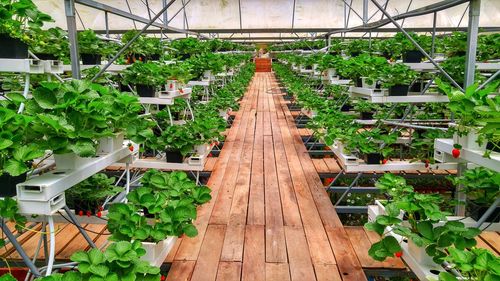 Potted plants in greenhouse