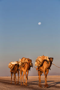 View of a horse on desert