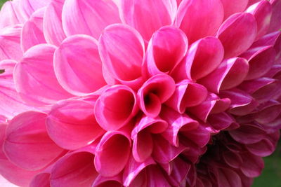 Close-up of pink dahlia