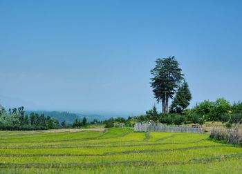 Scenic view of agricultural field against blue sky