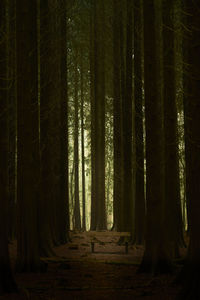 Trees in forest