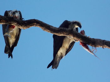 Osprey feeding on branch