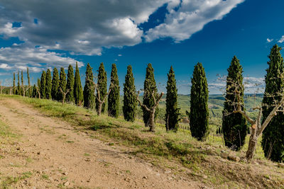 Panoramic view of trees on landscape against sky