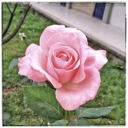 Close-up of pink rose