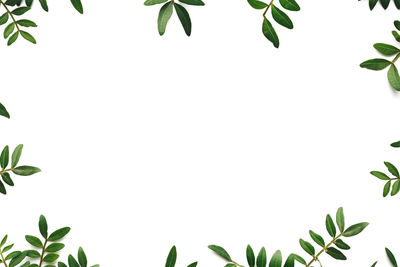 Directly above shot of plants against white background