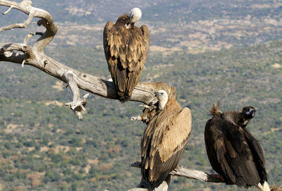 Birds perching on a tree