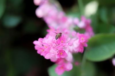 Close-up of insect on pink flower